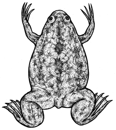  201606 03 Frog Anaxyrus Png Frog Png