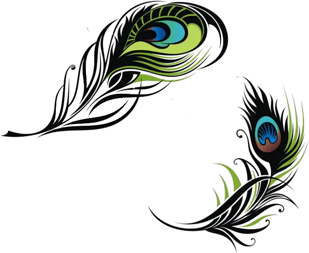  Bird Feather Peafowl Euclidean Vector Vector Peacock Feather Illustration Png Peacock Feather Png
