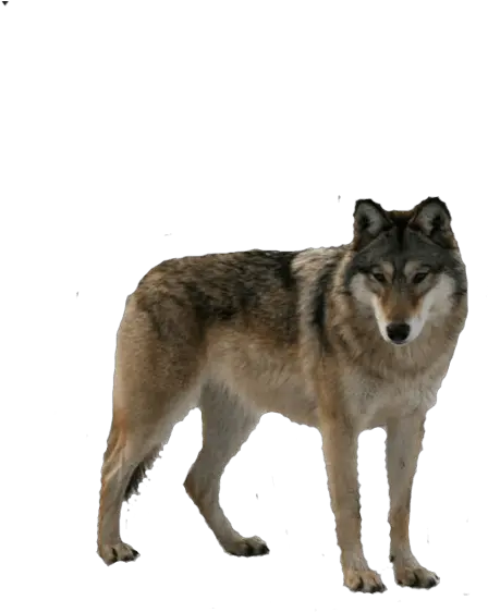  Download Free Wolf Png Image Picture Icon Favicon Wolf Cut Out Lobo Png