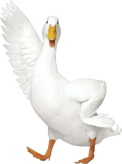  Download Aflac Duck Png Duck Transparent