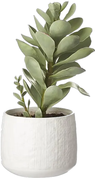  Succulent In Pot Png Potted Succulent Succulent Png