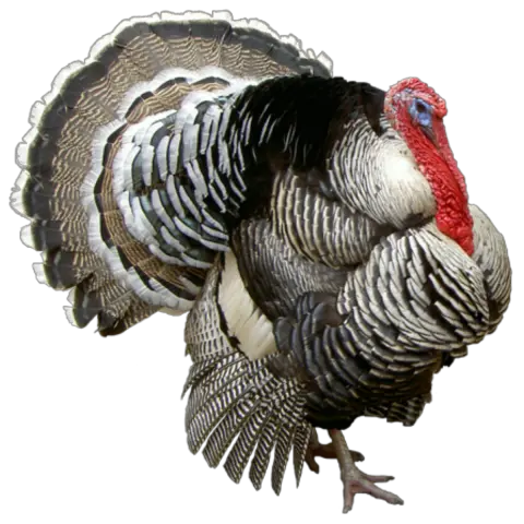  68 Turkey Png Image Collection Free To Turkey Png Turkey Png