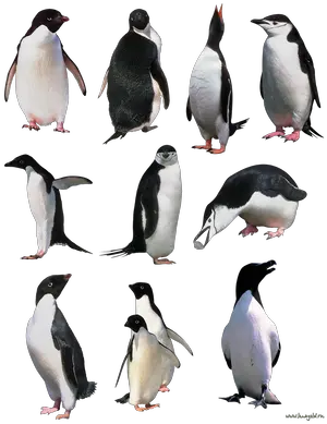  Penguin Png Images Penguins Png Penguin Png