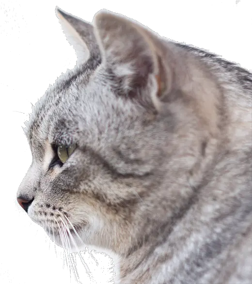  Home Pdxpetdesigncom Cat Presentation Png Cat Head Png