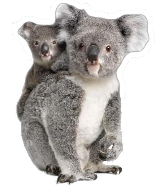  Koala Bear Transparent Png Clipart Koalas Png Koala Transparent