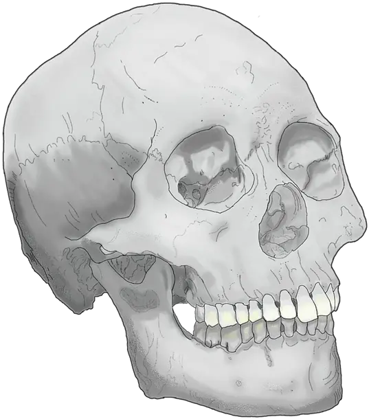  Skull Head Skull Png Skull Head Png