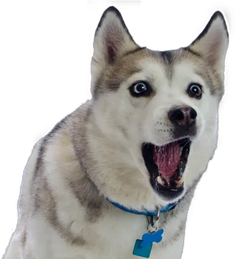  Husky Png Transparent File Husky Png Husky Png