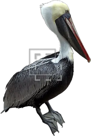  Red Beak Pelican Brown Pelican Png Pelican Png