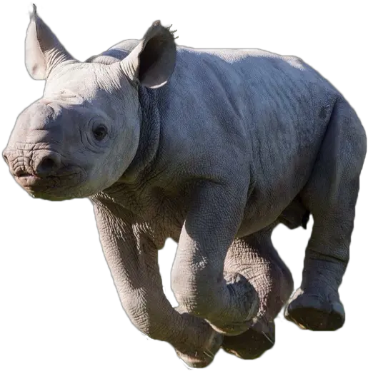  Rhino Black Rhinoceros Png Rhino Png