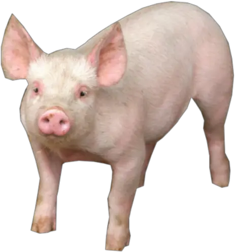  Pig Png Free Clipart Transparent Pig Png Pig Png