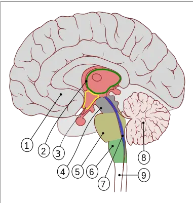  Human Brain Encephalon Png Human Brain Png