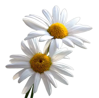  Download Daisy Png File Daisy Png Daisy Png