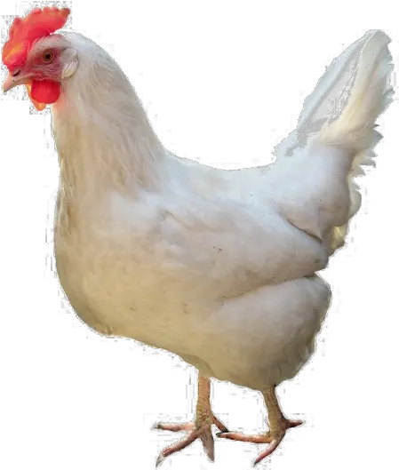  White Chicken Png High Chicken Png White Chicken Png