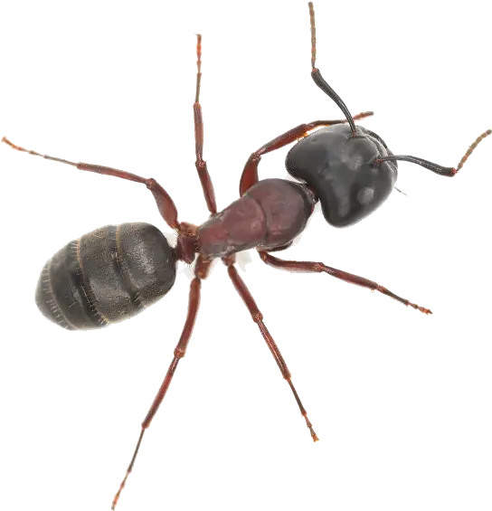  Ants Insect Png Ants Png