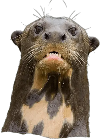  Angry Giant River Otter River Otter Transparent Png Otter Png