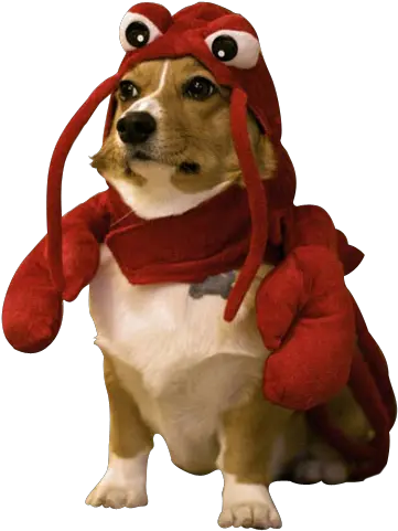  Corgi Lobster Clipart Images Gallery Dog In Lobster Costume Png Corgi Png