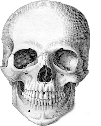  Download Png Calavera Real Transparent Calavera Png Calavera Png