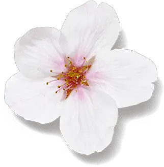  The Ritual Of Sakura Life Is A Journey Hibiscus Png Sakura Flower Png