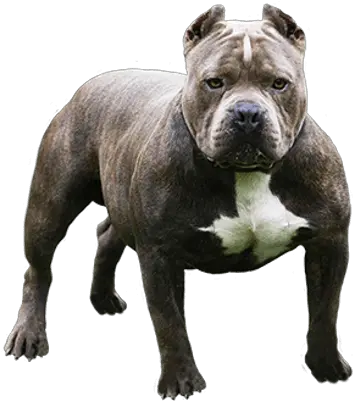  Pitbull Looking Pitbull Dog Pitbull Png