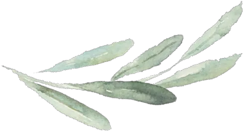  Watercolor Branch Png Picture 1832747 Watercolor Olive Branch Simple Sage Png