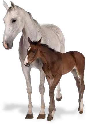  Dr 14s Equine Veterinary International Wandtattoo Pferd Png Horses Png