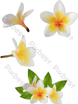  Free Psd Png Vector Download Soft Plumeria Png