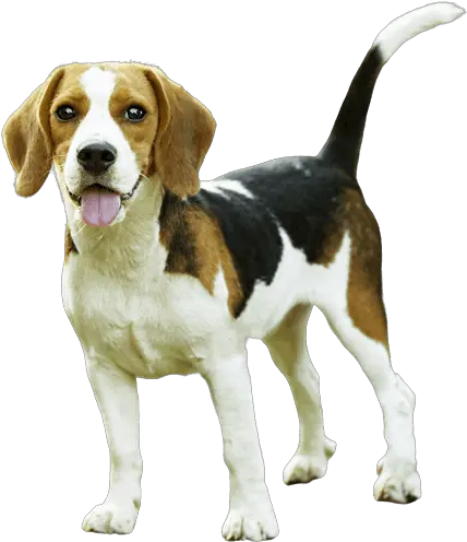  Remove Background From Image Remove Background Dog Png Png Pic