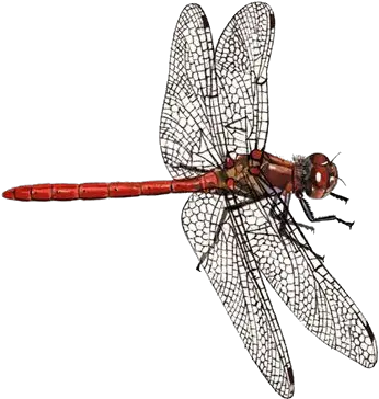  Dragonfly Png Transparent Background Papiliorama Dragon Fly Png