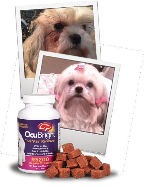  What Are Tear Stains Ocubright Companion Dog Png Page Tear Png