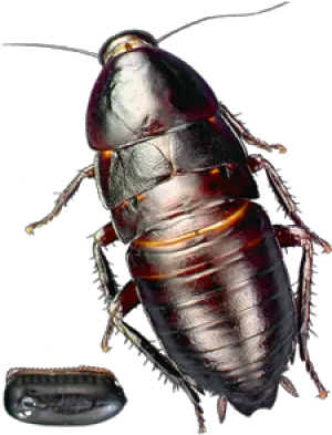  Roach Png Free Download 21 Cockroach Cockroach Png