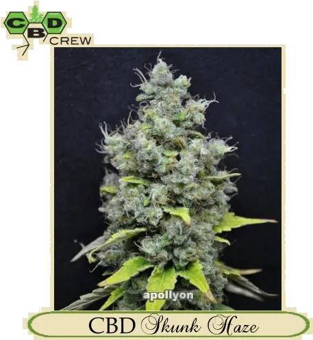  Cbd Skunk Haze Cbd Crew Png Skunk Transparent