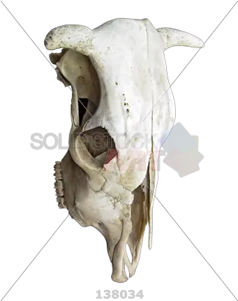  Stock Photo Of Three Quarter View A Cow Skull In Vertical Position Canine Tooth Png Cow Skull Png