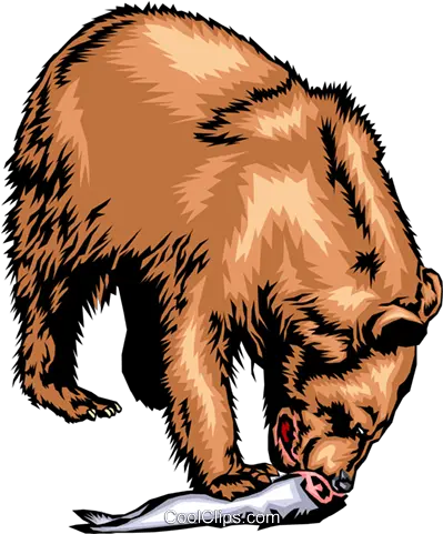  Grizzly Bear Eating A Salmon Royalty Free Vector Clip Art Bear Eating Png Salmon Transparent Background