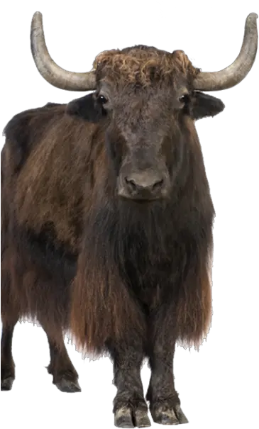  Free Png Images U0026 Vectors Graphics Psd Files Dlpngcom Domestic Yak Vignette Png 1920x1080
