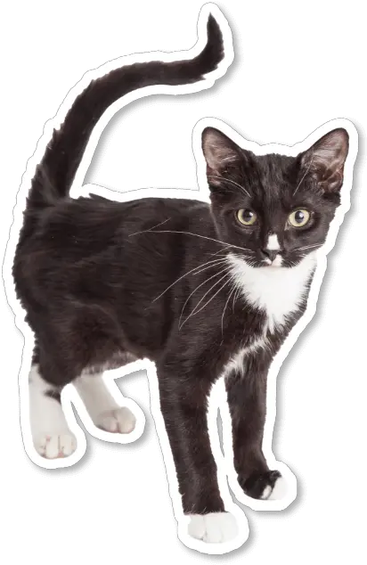  Kitten Season Domestic Cat Png Cat Toy Icon