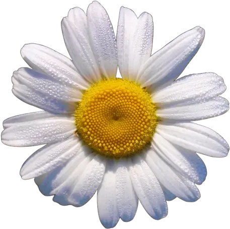  Okdfkg Things I Love Daisy Flowers White Flower Png Translucent Daisy Flowers Png Tumblr