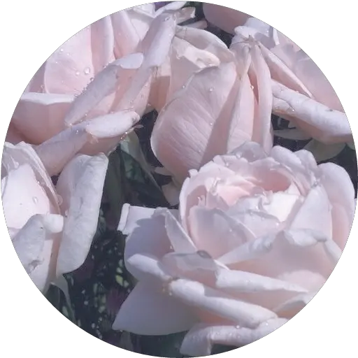  Roses Soft Aesthetic Png Overlay Filler Pastel Flowers Pastel Roses Aesthetic Pastel Flowers Png