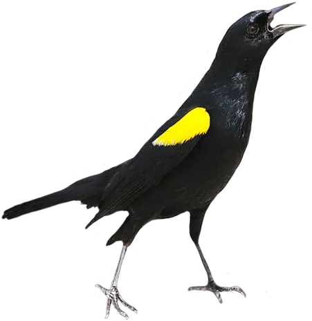  Bird Clip Art Yellow Shouldered Blackbird Drawing Png Black Bird Png