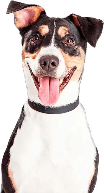  Pet Dog Waste Removal And Pooper Scooper Service Doodycalls Happy Dog White Background Png Dog Poop Png