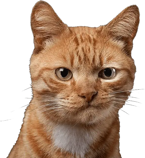  Download Cat Not Impressed Face Hd Png Uokplrs Animal Cat Images Png Angry Cat Png