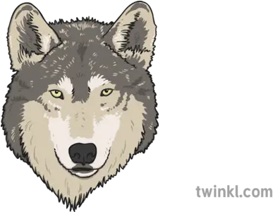  Wolf Face Illustration Twinkl Mackenzie River Husky Png Wolf Face Png