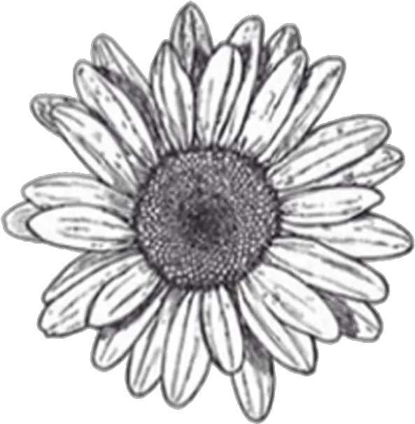  Black And White Daisy Transparent Background Flower Clipart Stickers Black And White Flowers Png Daisy Transparent Background