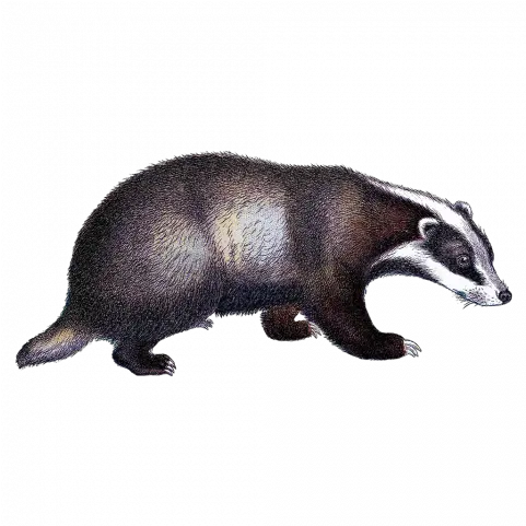  Tags Badger Png Skunk Transparent