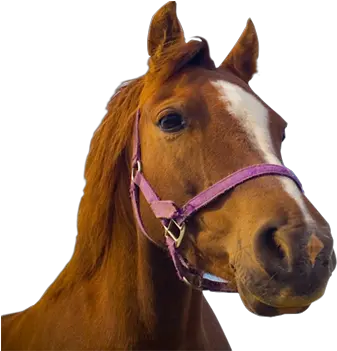  Horse Without Back Png Transparent Image 9 Free Pet Adoption Center Ds Horse Transparent Background