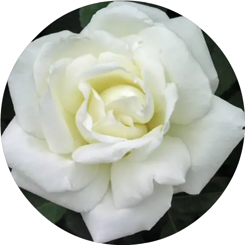  Rose White Absolute White Roses Png White Roses Png