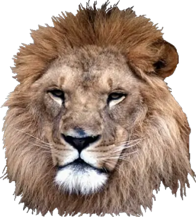  4570book 1080 Uhd My Lion Clipart Transparent Pack 5294 Real Lion Head Png Lion Transparent