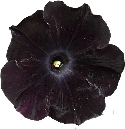  Submission Black Flower 5 Png Transparent Petunia Dark Flowers Transparent Flowers Transparent