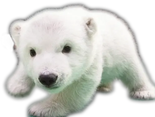  Baby Polar Bears Dog Cute Baby World Animals Png Polar Bear Png