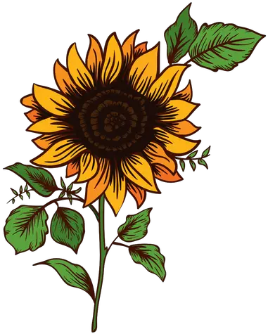  Sunflower Doodle Transparent U0026 Png Clipart Free Download Ywd Sunflower Drawing Png Sunflower Transparent Background