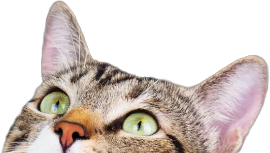  Cat Adoption Search By Color Age Breed Location And More Cat Look Up Png Transparent Cat